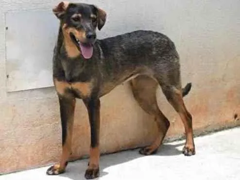 Cachorro raça Vira lata  idade 1 ano nome Mary 