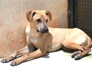 Cachorro raça Vira lata  idade 1 ano nome Alvaro 