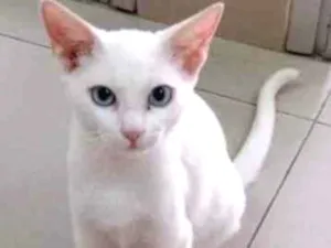 Gato raça Vira lata  idade 7 a 11 meses nome Kauã