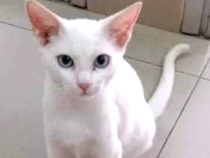 Gato raça Vira lata  idade 7 a 11 meses nome Kauã