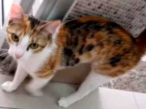 Gato raça Vira lata  idade 7 a 11 meses nome Juju