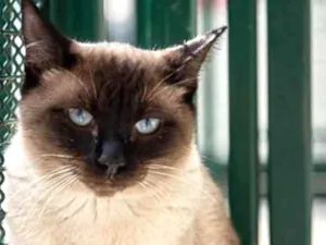 Gato raça Vira lata  idade 3 anos nome Tarzan
