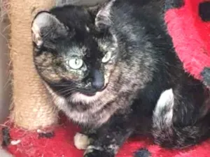Gato raça Vira lata  idade 3 anos nome Zinha 