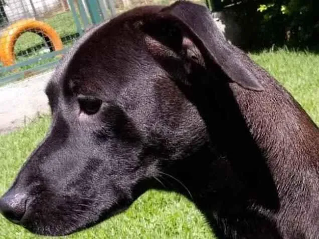 Cachorro raça Mestiça galgo  idade 1 ano nome Lilich