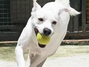 Cachorro raça Mestiço labrador idade 3 anos nome Ras