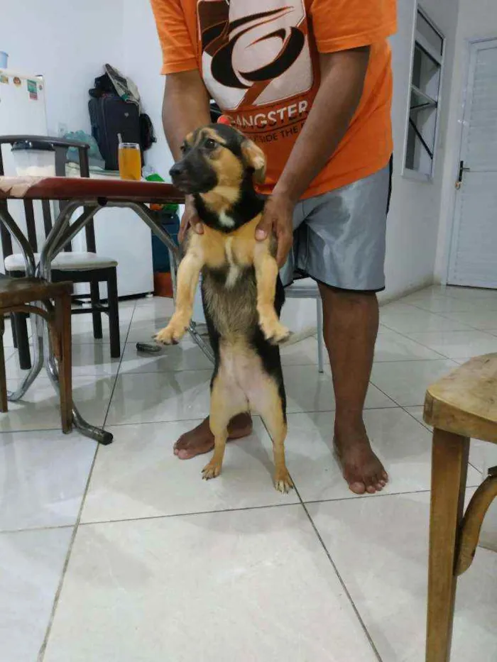 Cachorro ra a Fox paulistinhas  idade 7 a 11 meses nome Bolinha 