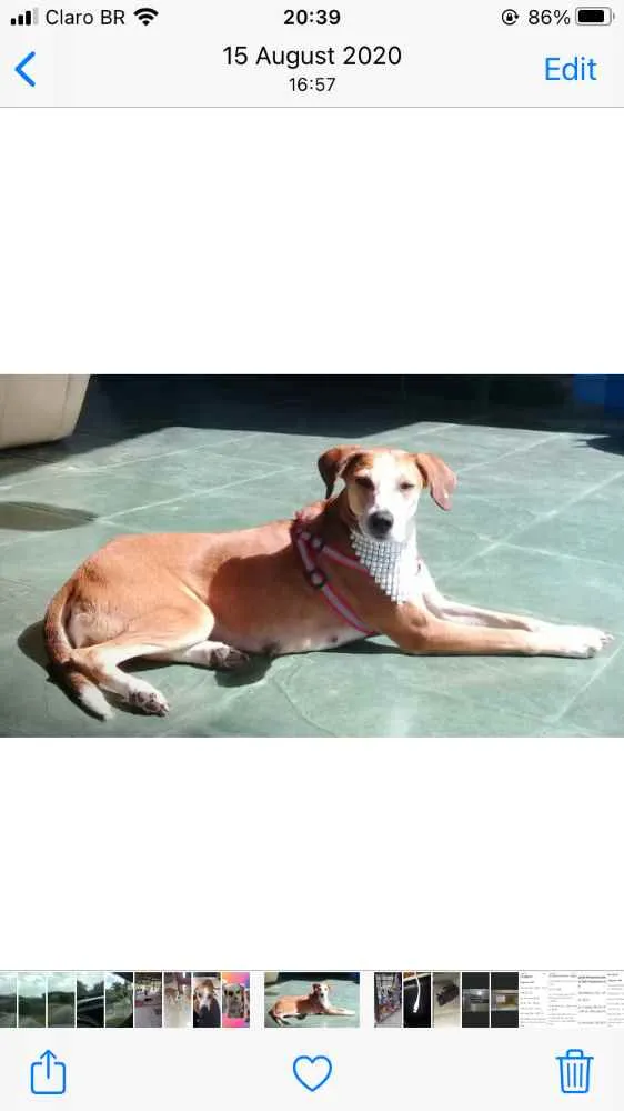 Cachorro raça SRD  idade 4 anos nome Nina