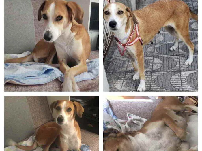 Cachorro raça SRD  idade 4 anos nome Nina