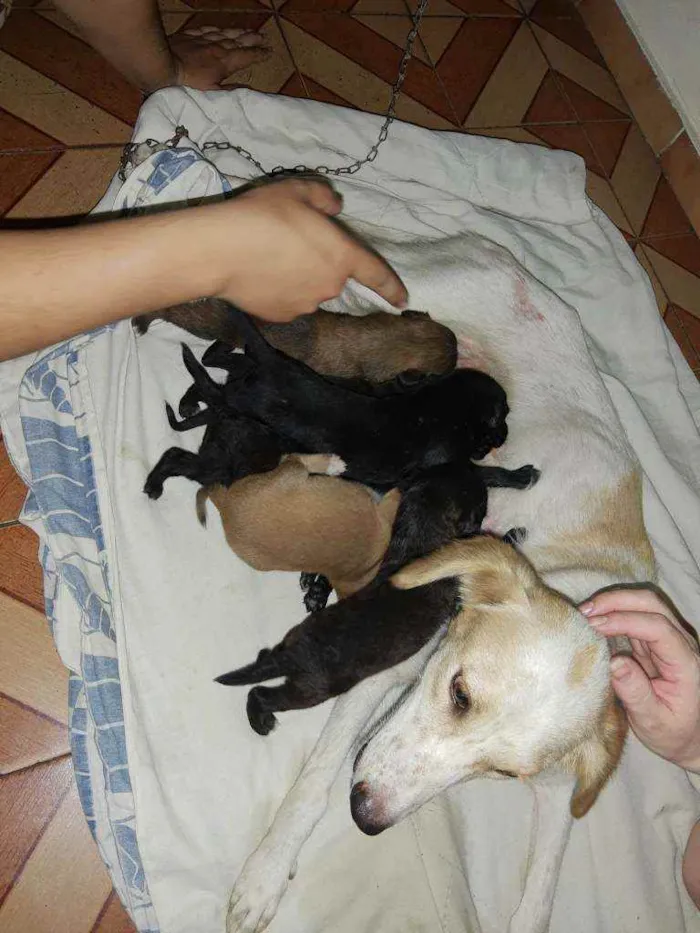 Cachorro ra a Vira Lata idade Abaixo de 2 meses nome Mamãe e 4 filhotes