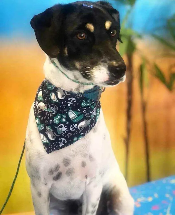 Cachorro ra a Vira lata idade 1 ano nome Preguiça