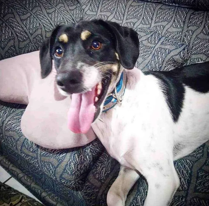 Cachorro ra a Vira lata idade 1 ano nome Preguiça
