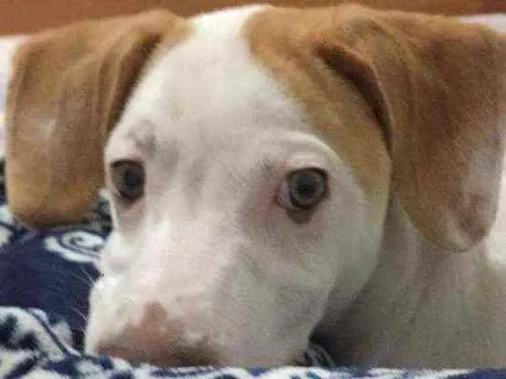 Cachorro ra a Srd idade 7 a 11 meses nome Jose