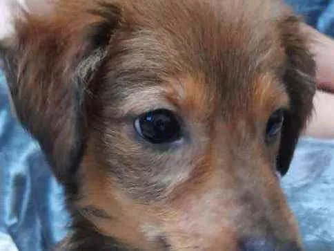 Cachorro ra a SRD idade 2 a 6 meses nome Meg