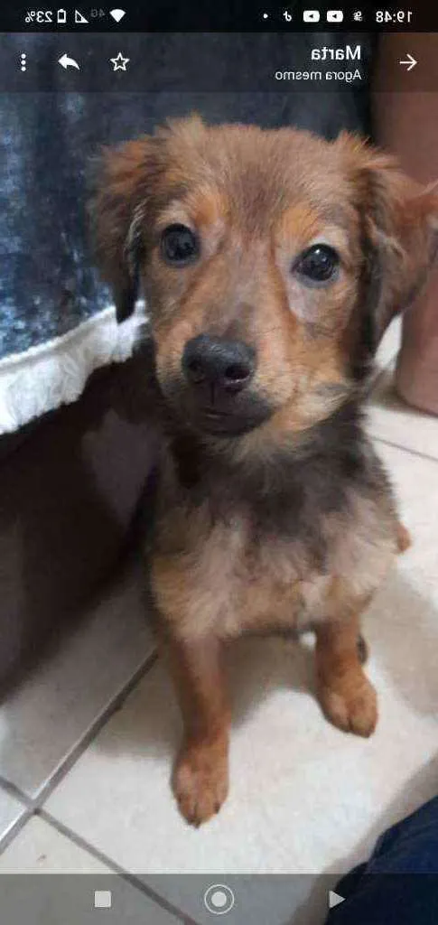 Cachorro ra a SRD idade 2 a 6 meses nome Meg