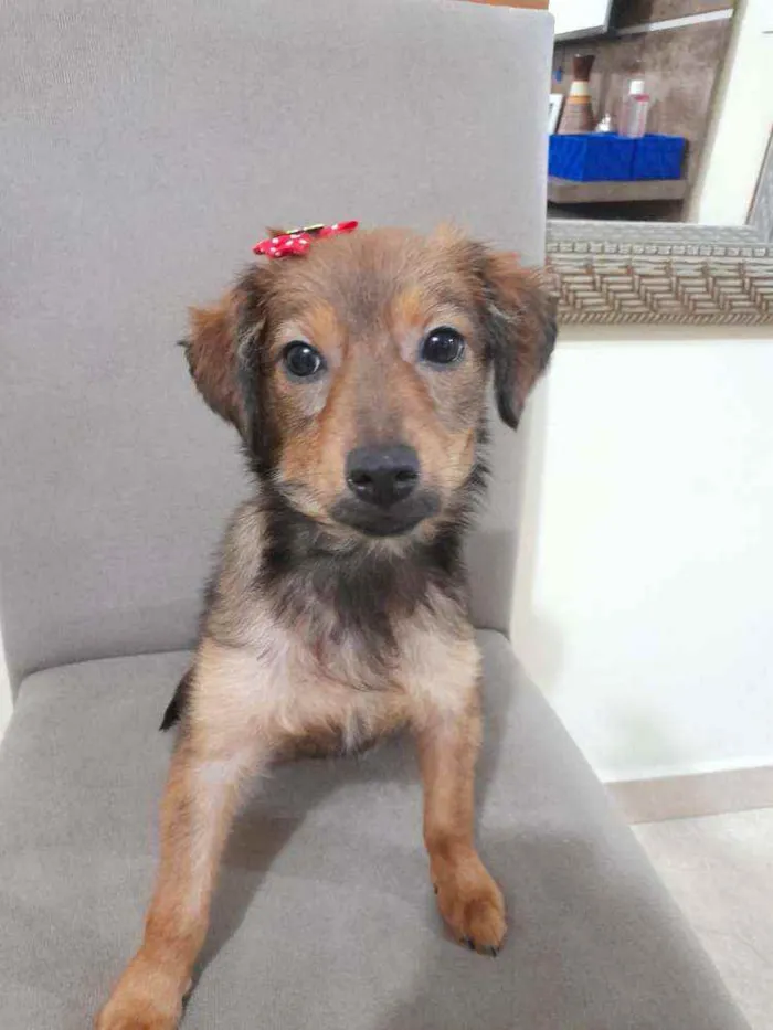 Cachorro ra a SRD idade 2 a 6 meses nome Meg