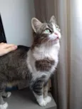 Pimenta