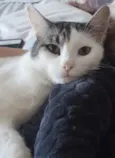 Alfredo