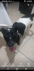 Bibi