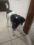 Bibi