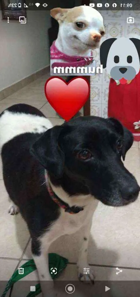 Cachorro ra a SRD idade 2 anos nome Bibi
