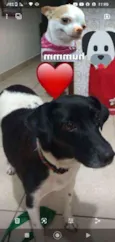 Bibi