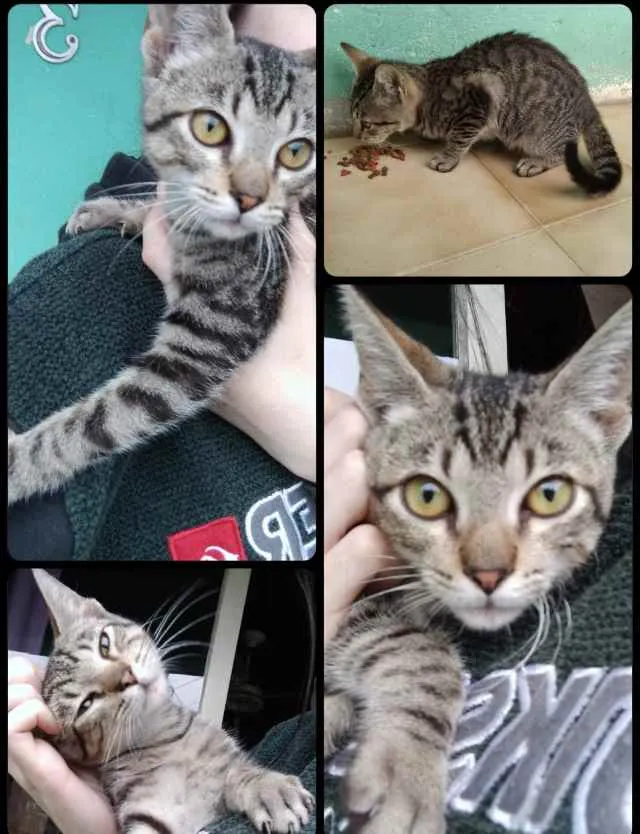 Gato ra a Srd idade 2 a 6 meses nome Rogério 