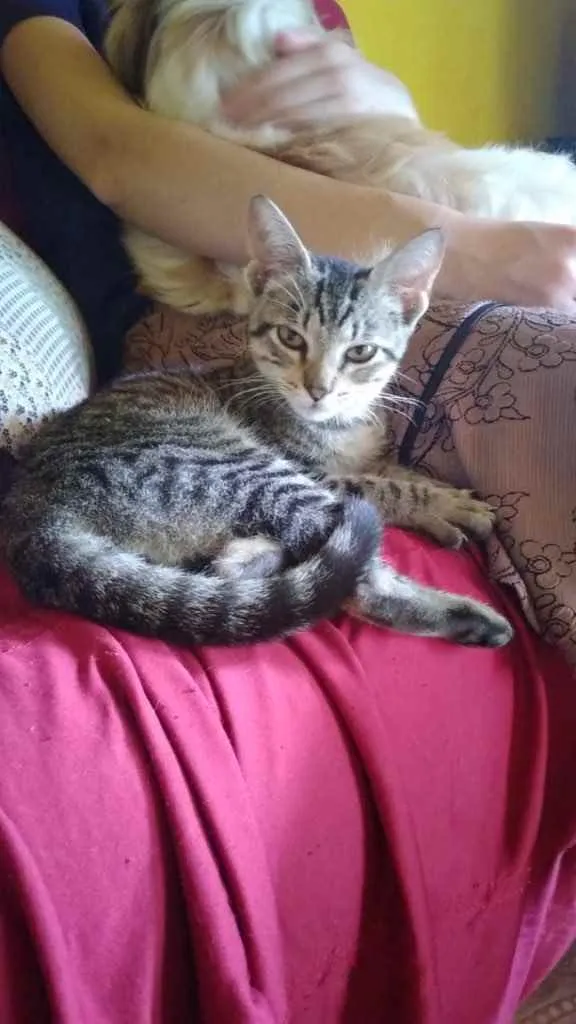Gato ra a Srd idade 2 a 6 meses nome Rogério 