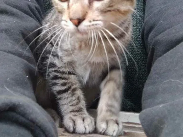 Gato ra a Srd idade 2 a 6 meses nome Rogério 