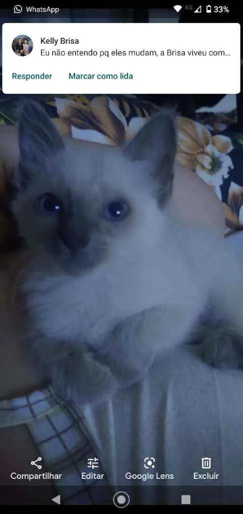 Gato ra a SRD idade 2 a 6 meses nome Manu