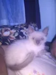 Manu