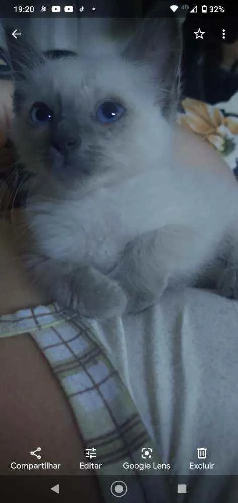 Gato ra a SRD idade 2 a 6 meses nome Manu