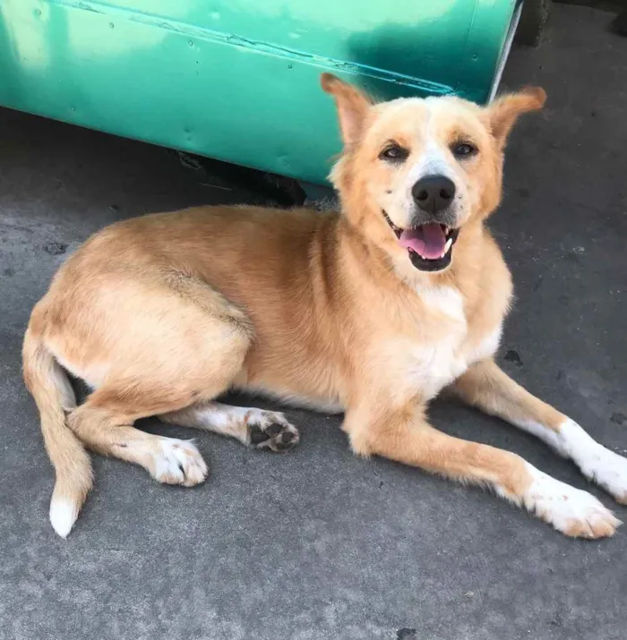 Cachorro ra a Vira Lata idade 1 ano nome Alemão 