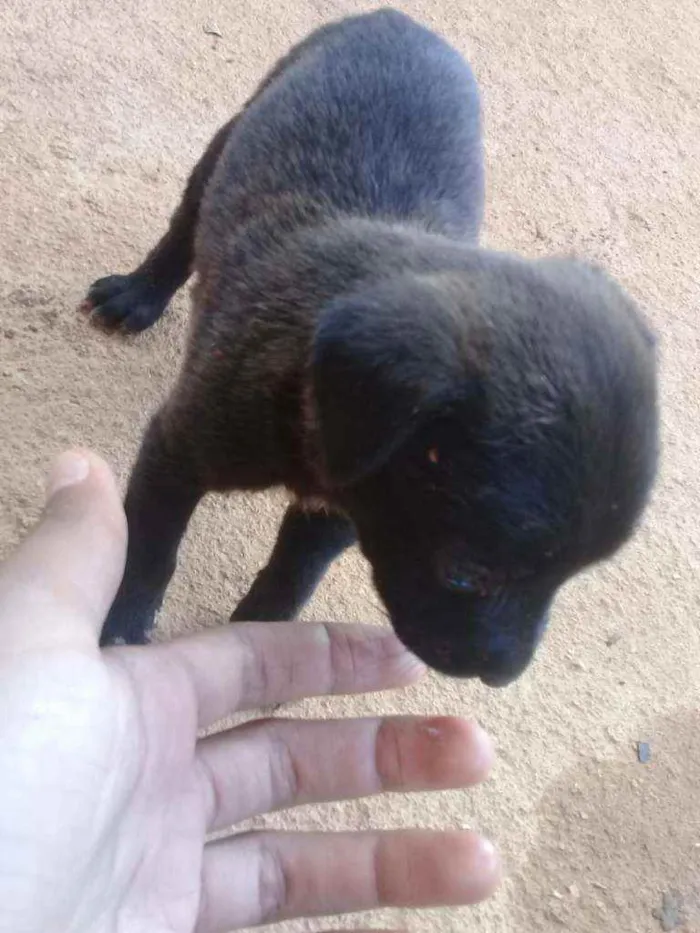 Cachorro ra a Labrador Retrivier idade Abaixo de 2 meses nome Cavin, Layla, Lix