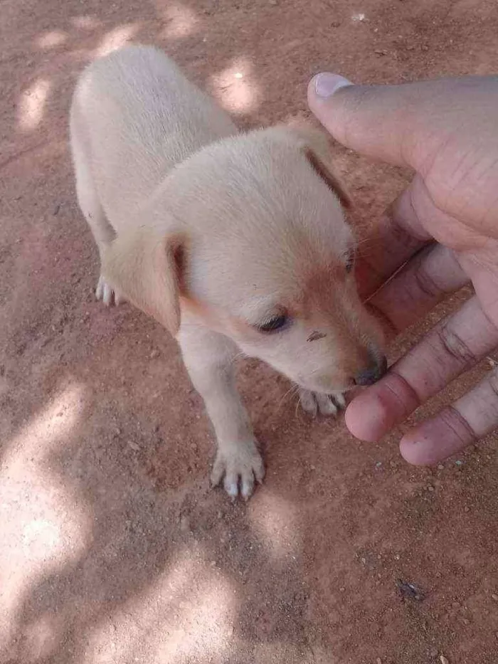 Cachorro ra a Labrador Retrivier idade Abaixo de 2 meses nome Cavin, Layla, Lix
