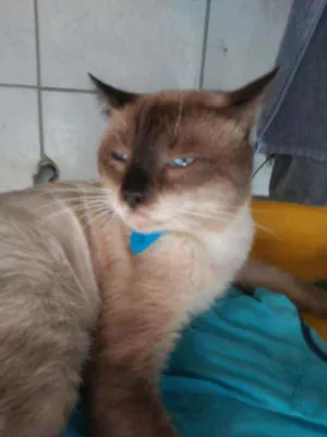 Gato raça Siames idade 2 anos nome Tom