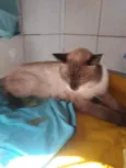 Tom