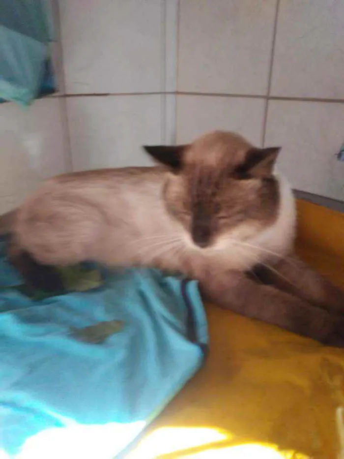 Gato ra a Siames idade 2 anos nome Tom