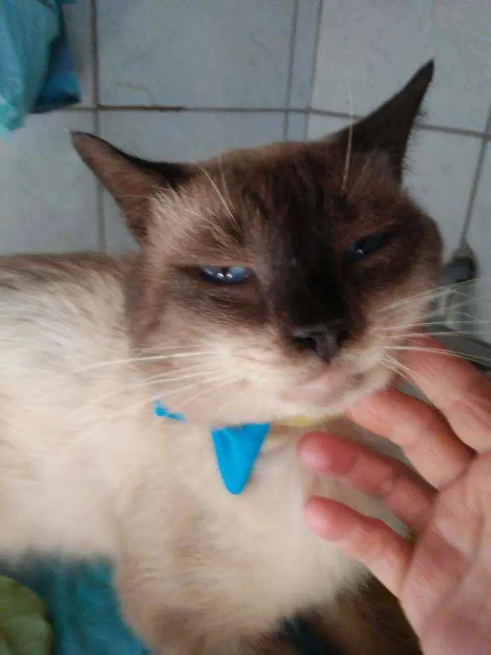 Gato ra a Siames idade  nome Tom