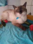 Tom