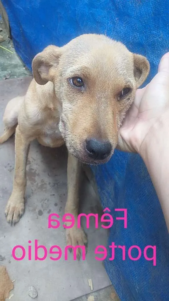 Cachorro ra a SRD-ViraLata idade 7 a 11 meses nome MEL