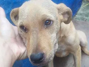 Cachorro raça SRD-ViraLata idade 7 a 11 meses nome MEL