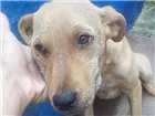 Cachorro raça SRD-ViraLata idade 7 a 11 meses nome MEL