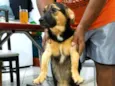 Bolinha 