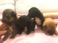 Mamãe e 4 filhotes
