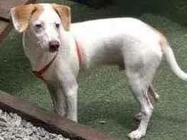 Cachorro ra a Srd idade 7 a 11 meses nome Jose