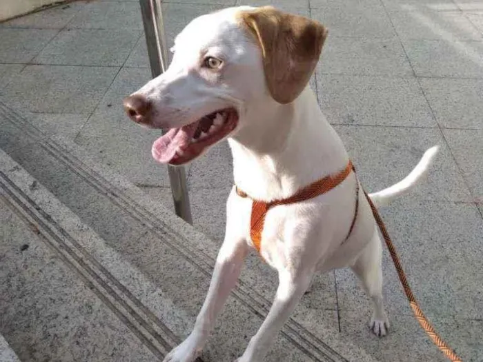 Cachorro ra a Srd idade 7 a 11 meses nome Jose