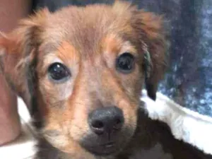 Cachorro raça SRD idade 2 a 6 meses nome Meg