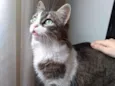 Pimenta