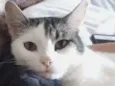 Alfredo