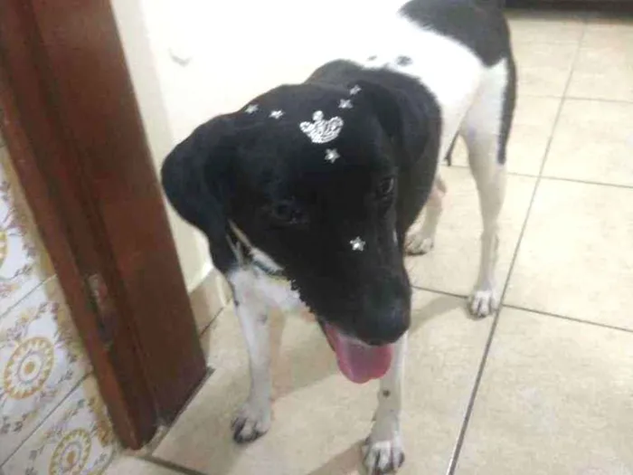 Cachorro ra a SRD idade 2 anos nome Bibi